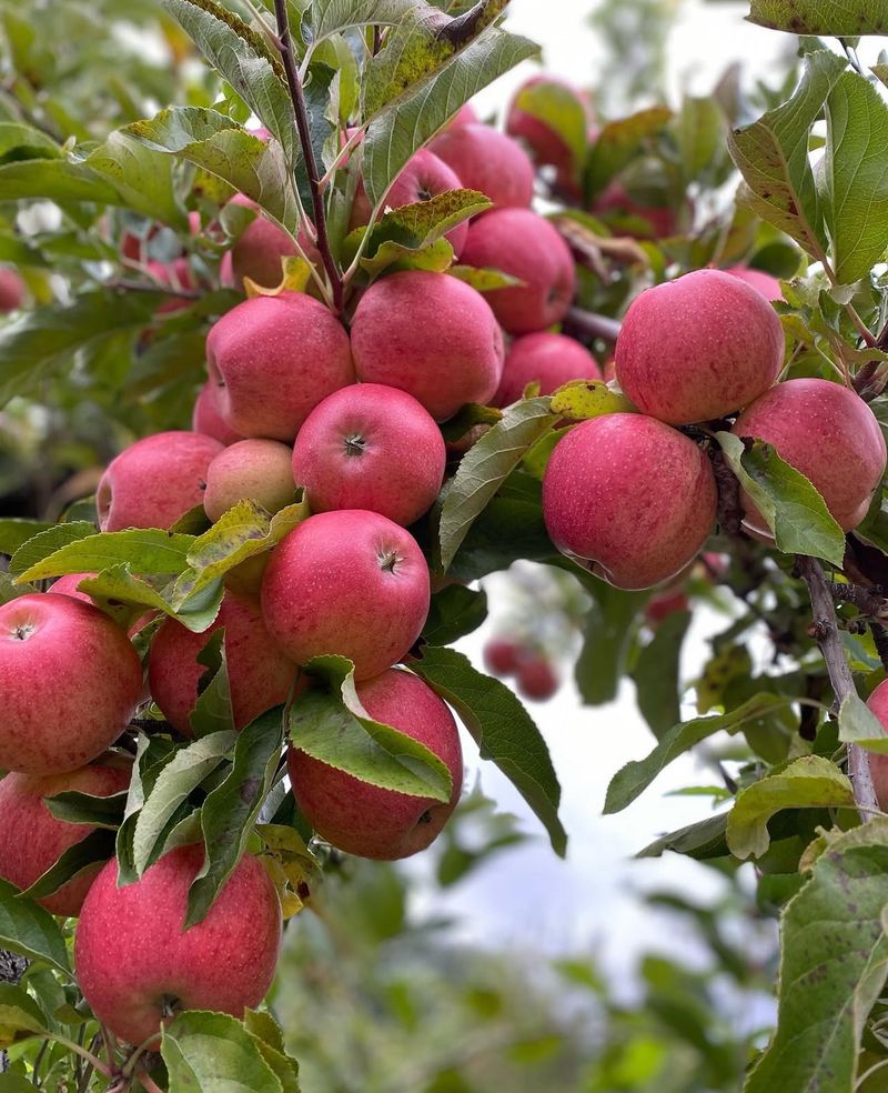 Apples Galore With a Clever Color-Coded System Apples Galore With a Clever Color-Coded System