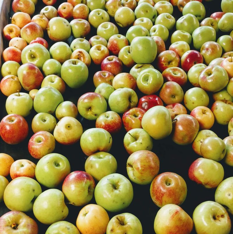 Apples That Take Center Stage Apples That Take Center Stage
