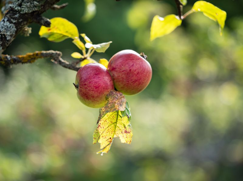 Apples Apples