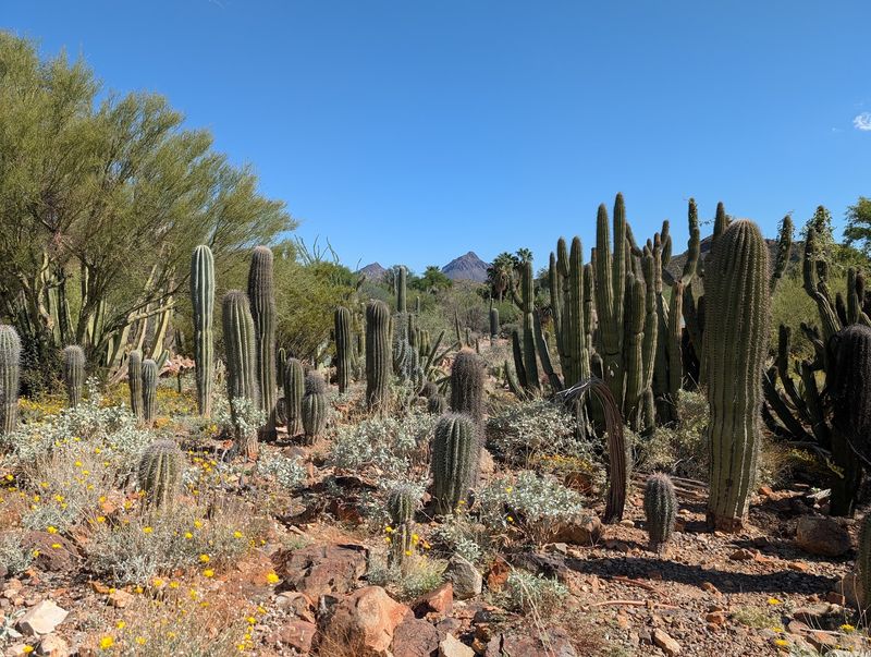 Arizona-Sonora Desert Museum Cactus Garden, Tucson, Arizona Arizona-Sonora Desert Museum Cactus Garden, Tucson, Arizona