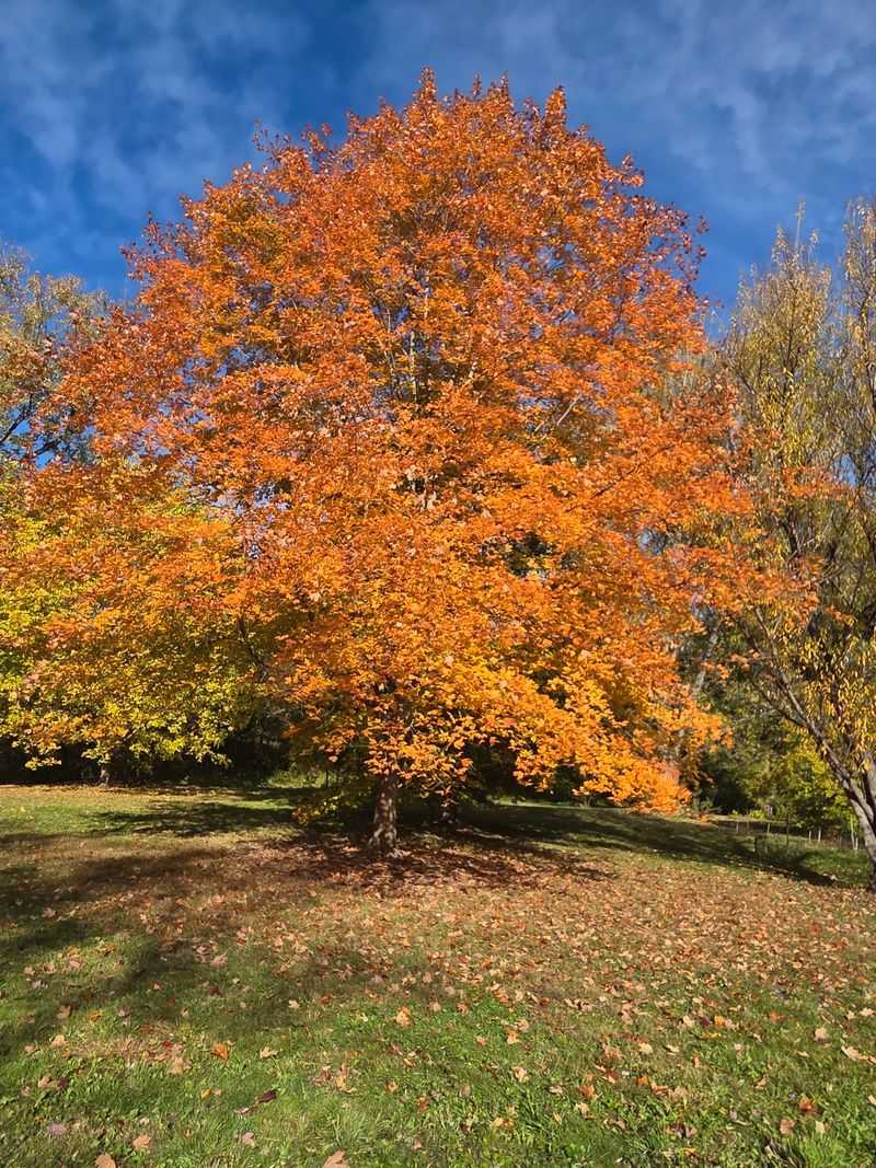 Arnold Arboretum of Harvard University, Boston, MA Arnold Arboretum of Harvard University, Boston, MA
