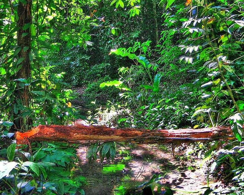 Atlantic Forest, Brazil and Neighboring Countries Atlantic Forest, Brazil and Neighboring Countries