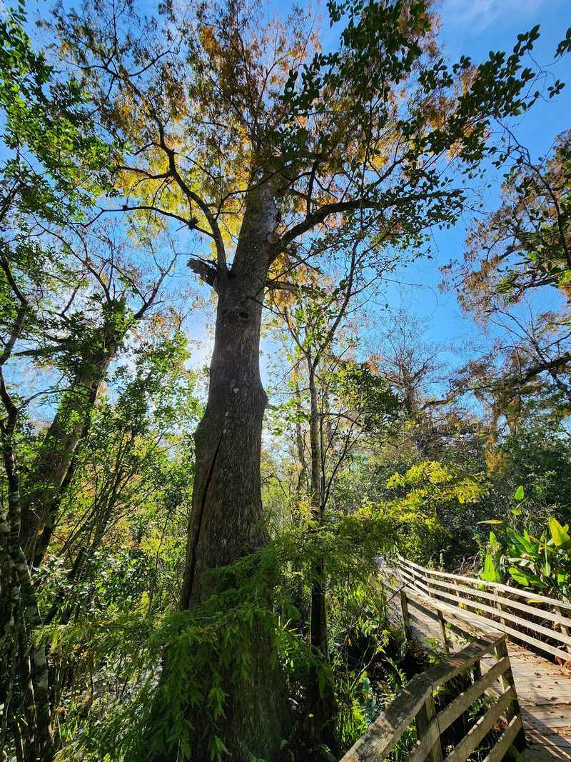 Audubon Corkscrew Swamp Sanctuary, Naples, FL Audubon Corkscrew Swamp Sanctuary, Naples, FL