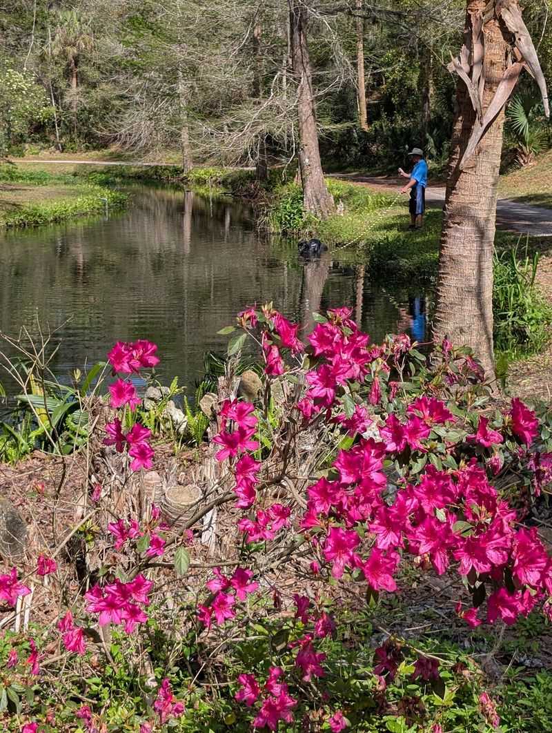 Azalea Season, Pink From Rim to Creek Azalea Season, Pink From Rim to Creek