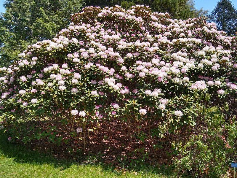 Azaleas, Enkianthus, and Seasonal Blooms