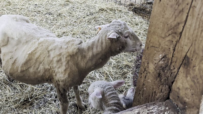 Baby Animal Season Brings the Crowds