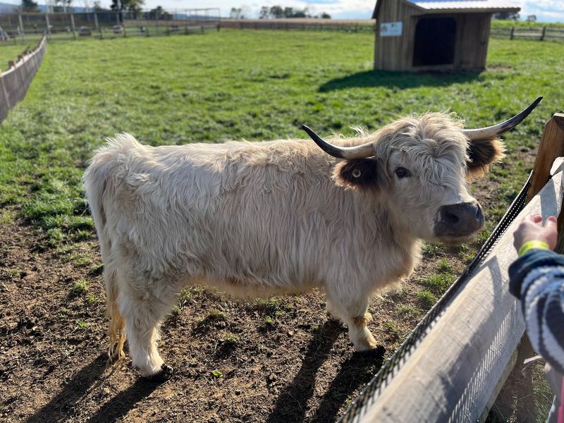 Baby Animals, Highland Cows, and a Hatchery Full of Peeping Chicks Baby Animals, Highland Cows, and a Hatchery Full of Peeping Chicks