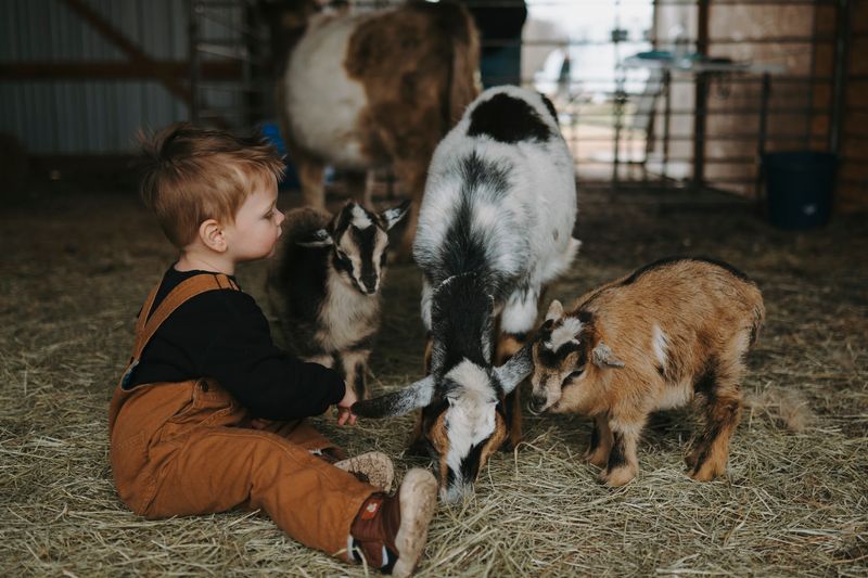 Baby Animals and Bottle Feeding Moments Baby Animals and Bottle Feeding Moments
