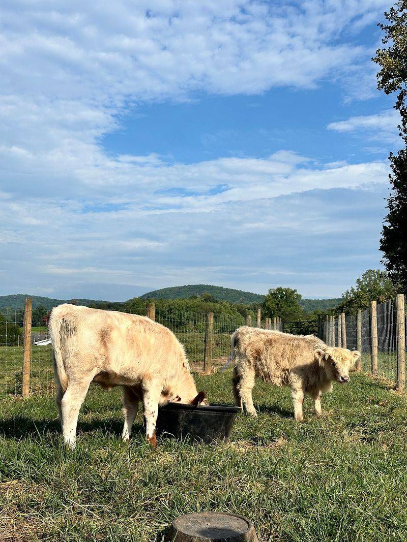 Baby Cows And The Famous Calfe