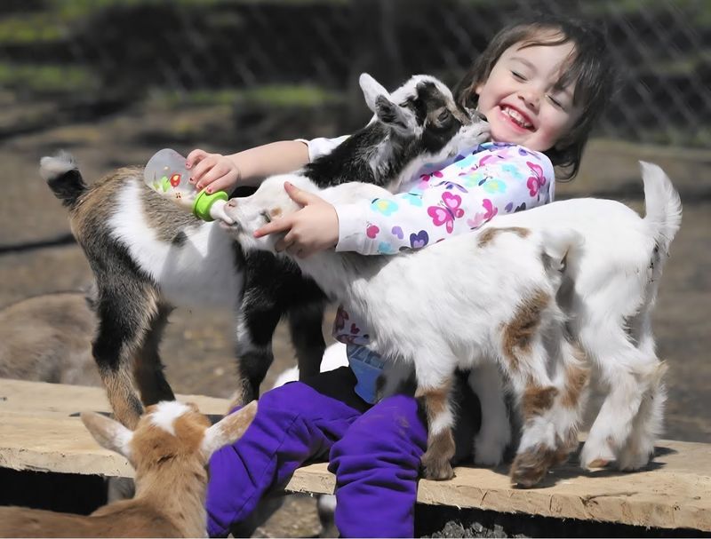 Baby Goat Bottle Feeding - The Heart of the Experience Baby Goat Bottle Feeding - The Heart of the Experience