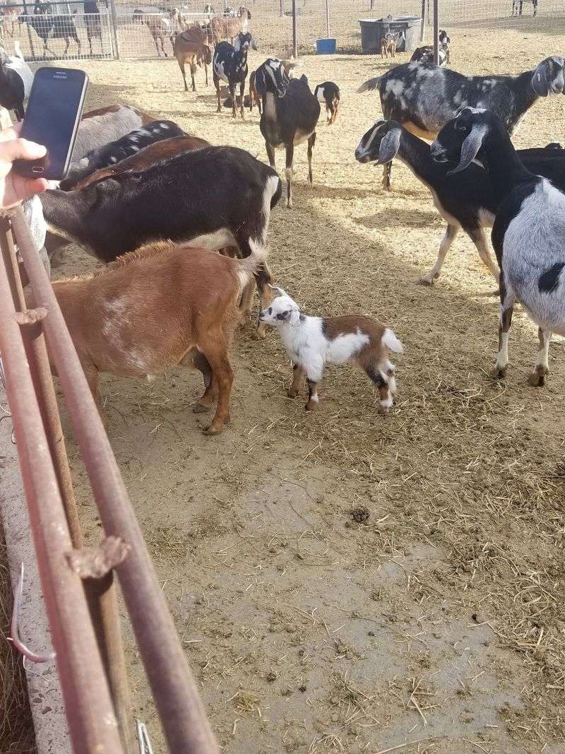 Baby Goats and Wild Peacocks