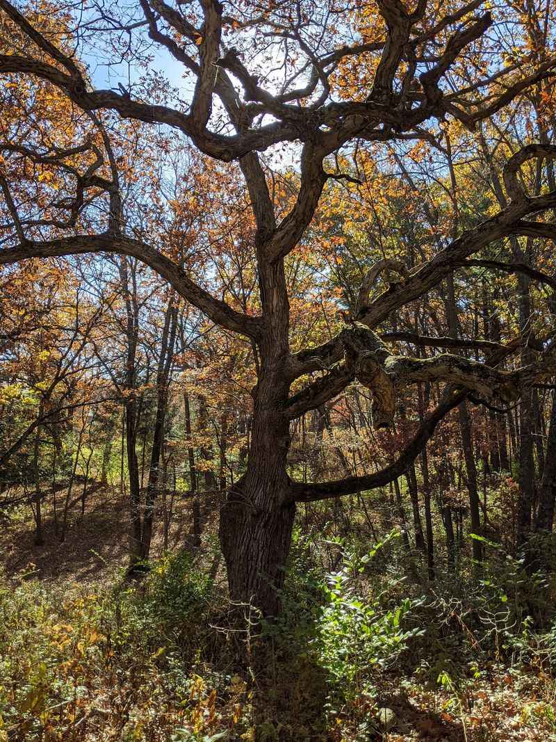 Bald Cypress Trees Growing Far From Their Southern Home Bald Cypress Trees Growing Far From Their Southern Home