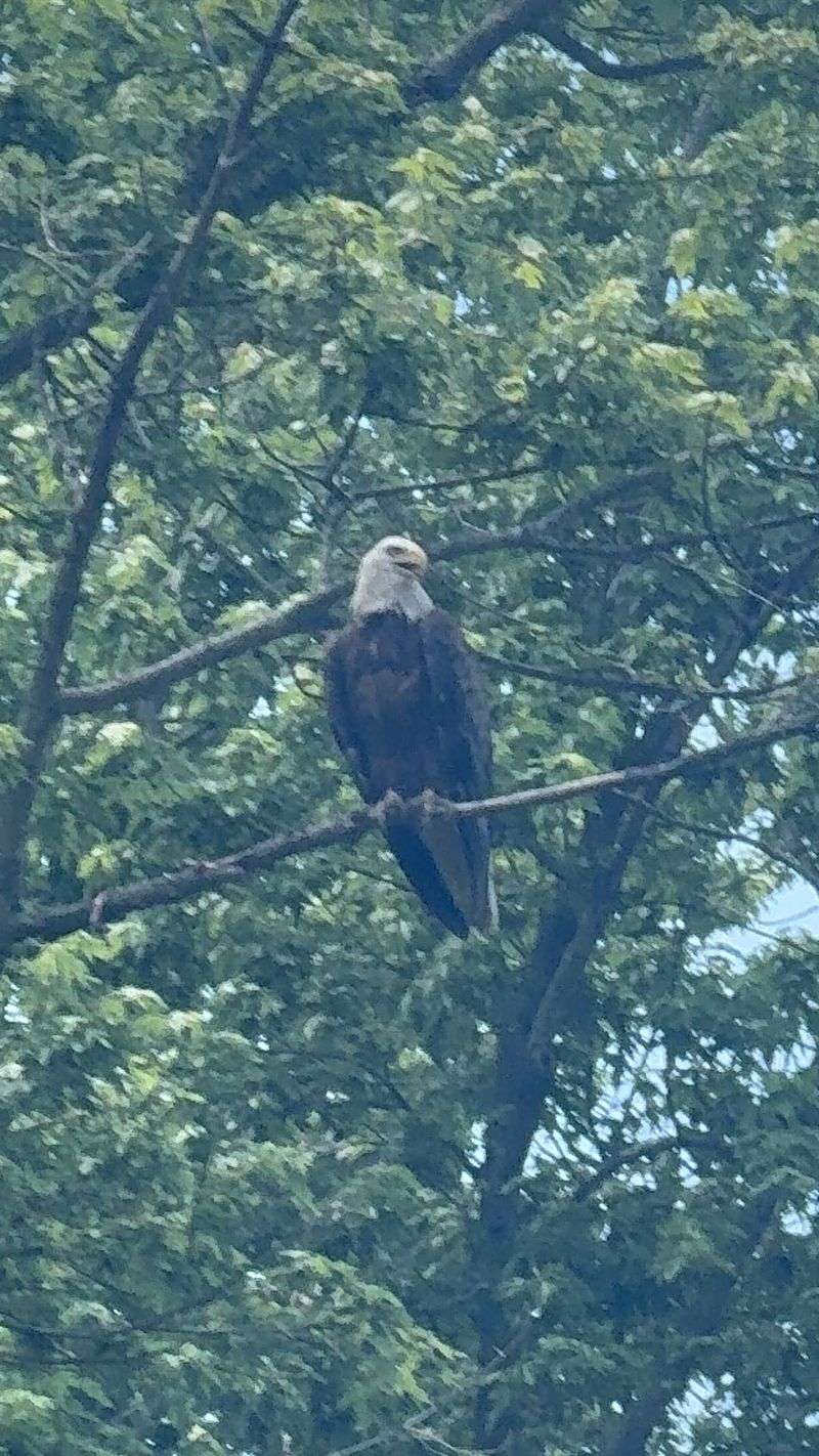 Bald Eagles and Wildlife Along the Float Bald Eagles and Wildlife Along the Float