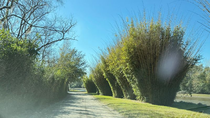 Bamboo, Camellias, and Asian Plantings Bamboo, Camellias, and Asian Plantings