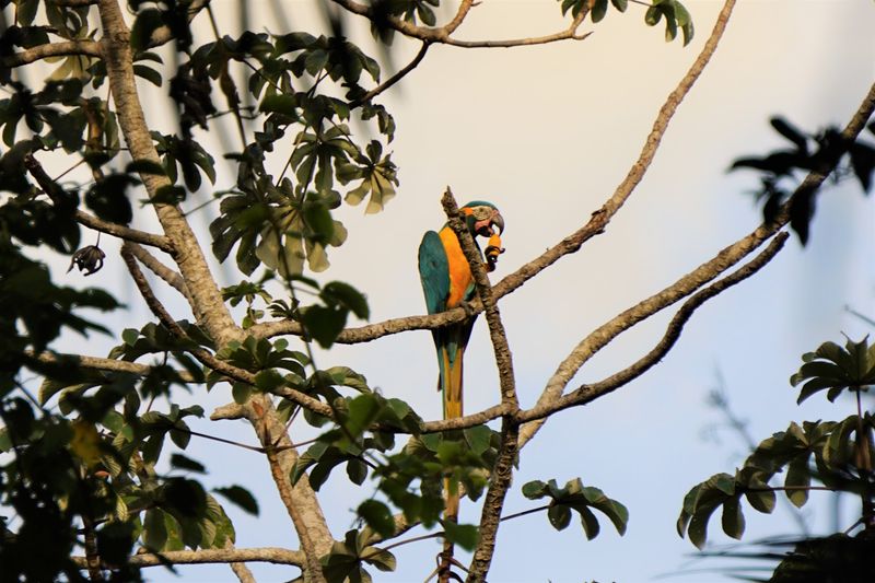 Barba Azul Nature Reserve, Beni, Bolivia