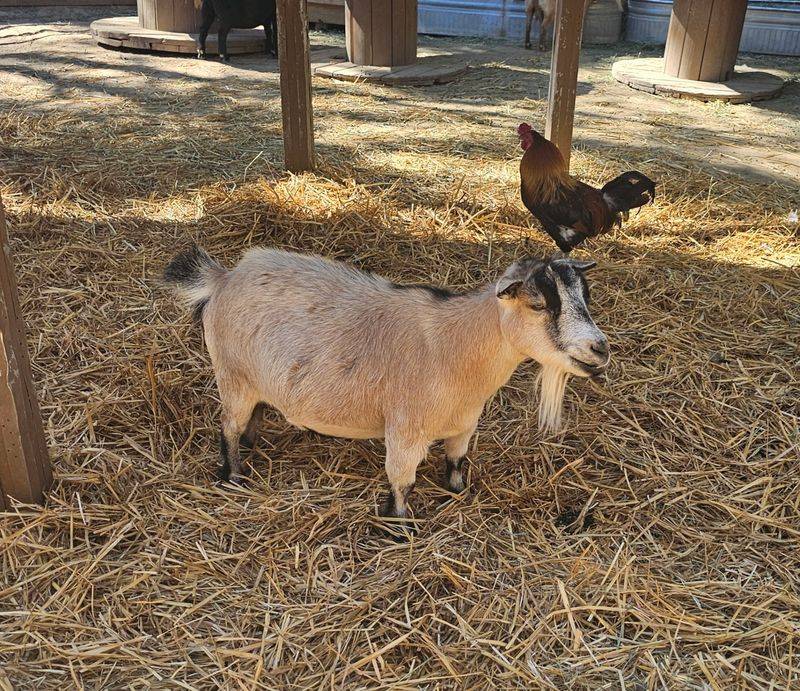 Barn Buddies Rescue - Las Vegas Barn Buddies Rescue - Las Vegas