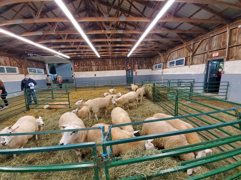 Barns Full of Furry Favorites