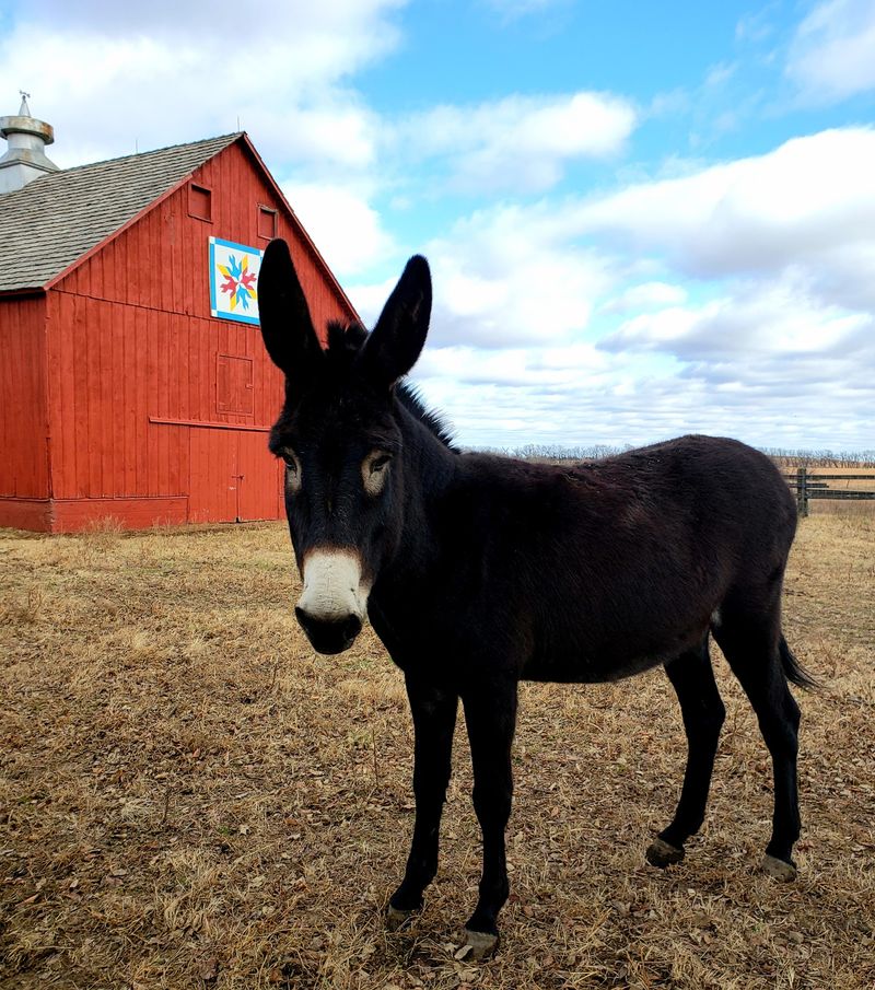 Barnyard Characters Worth Every Carrot You Bring Barnyard Characters Worth Every Carrot You Bring