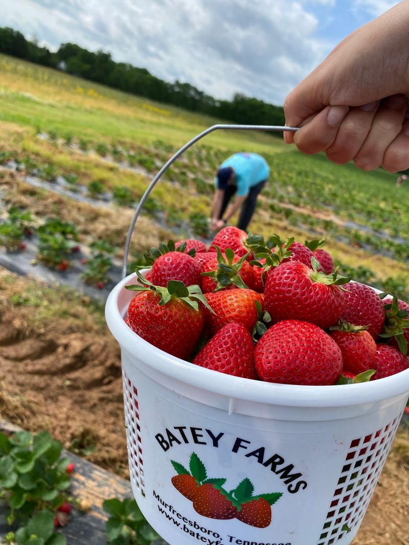 Batey Farms, Murfreesboro, TN Batey Farms, Murfreesboro, TN