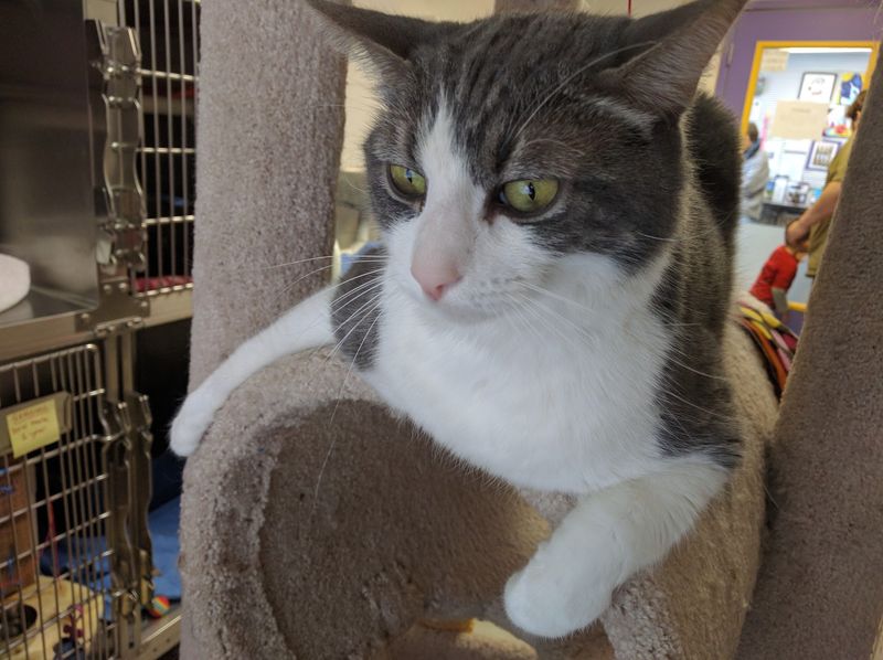 Baypath Humane Society, Hopkinton, MA Baypath Humane Society, Hopkinton, MA
