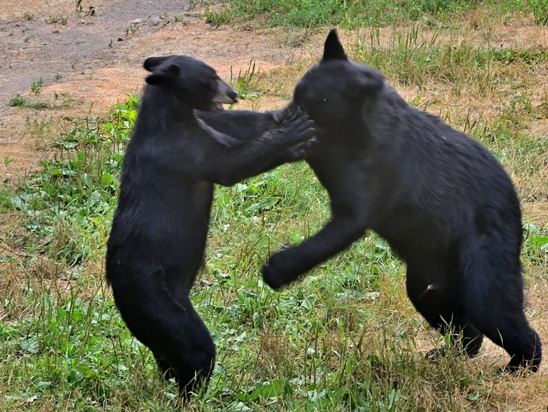 Bear Behavior You Can Watch in Real Time