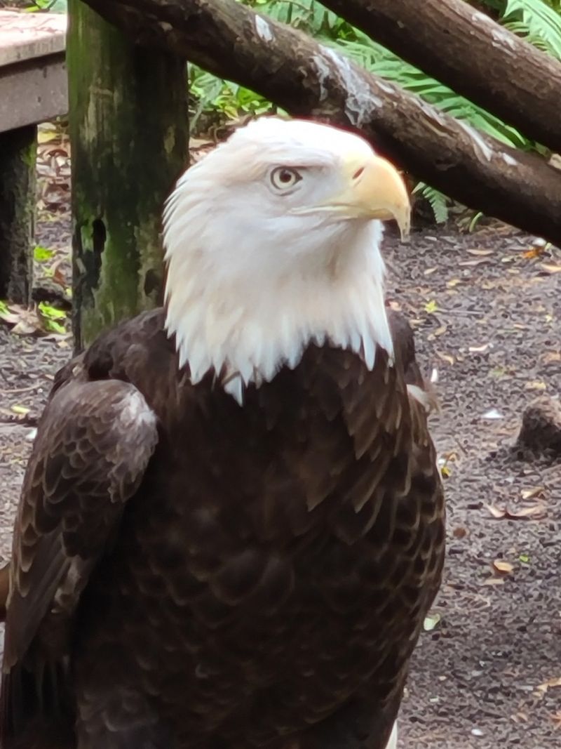 Bears, Bald Eagles, and Backyard Neighbors Bears, Bald Eagles, and Backyard Neighbors