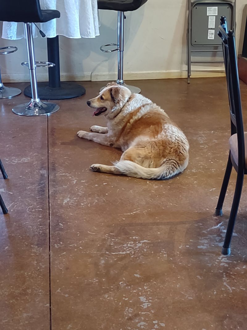 Bella, the Winery Dog Bella, the Winery Dog