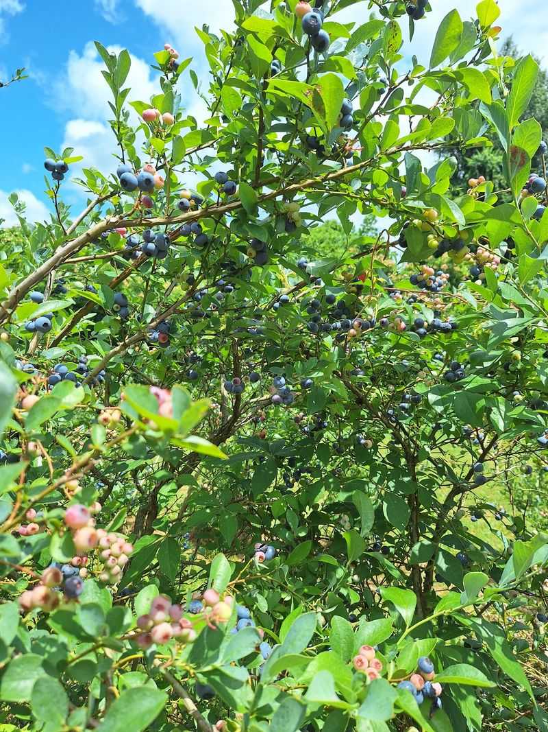 Berney Blueberry Farm, Powell, TN