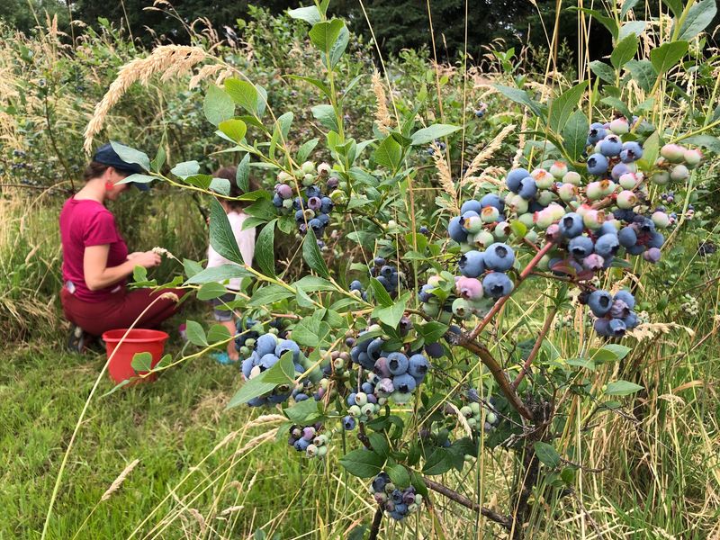 Berries Grown Without Sprays or Pesticides Berries Grown Without Sprays or Pesticides