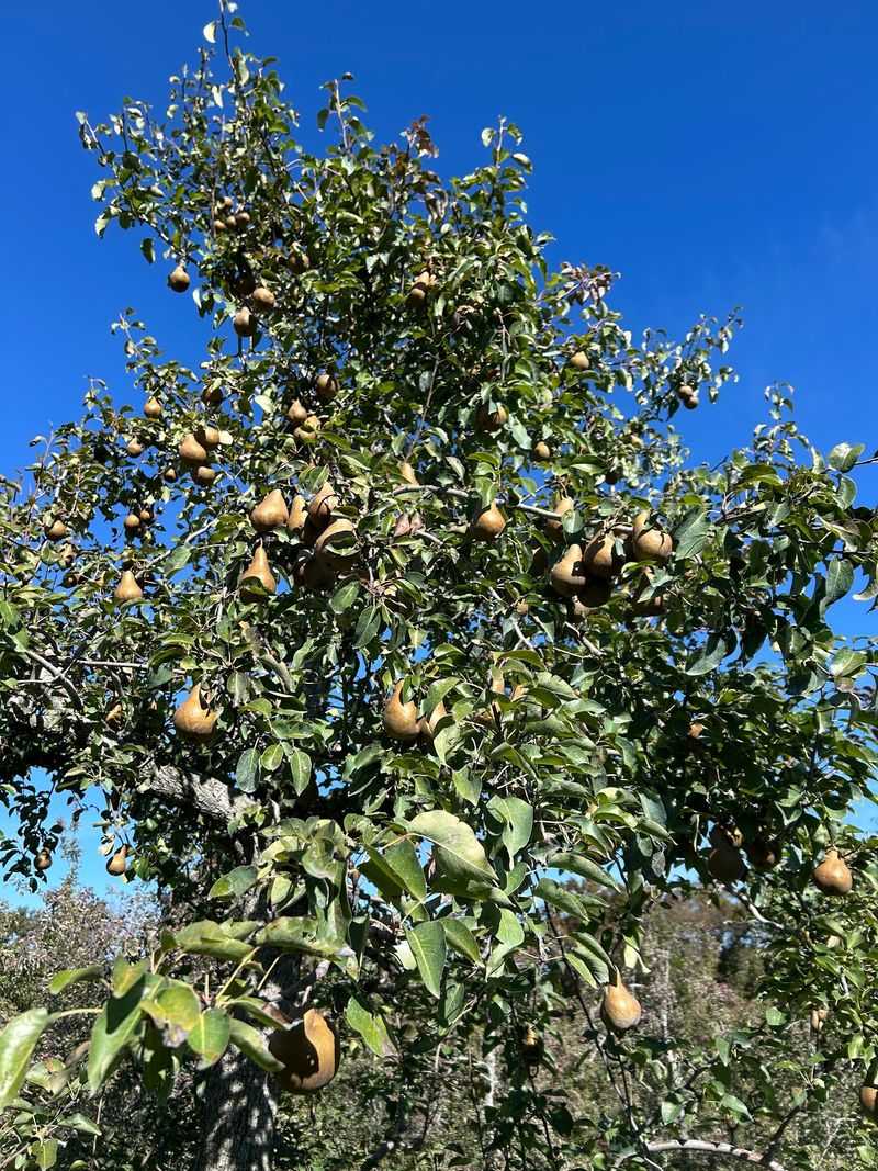 Berries, Peaches, and Seasonal Fruit