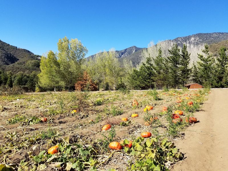 Berries, Pumpkins, and a Bumpy Hayride Berries, Pumpkins, and a Bumpy Hayride