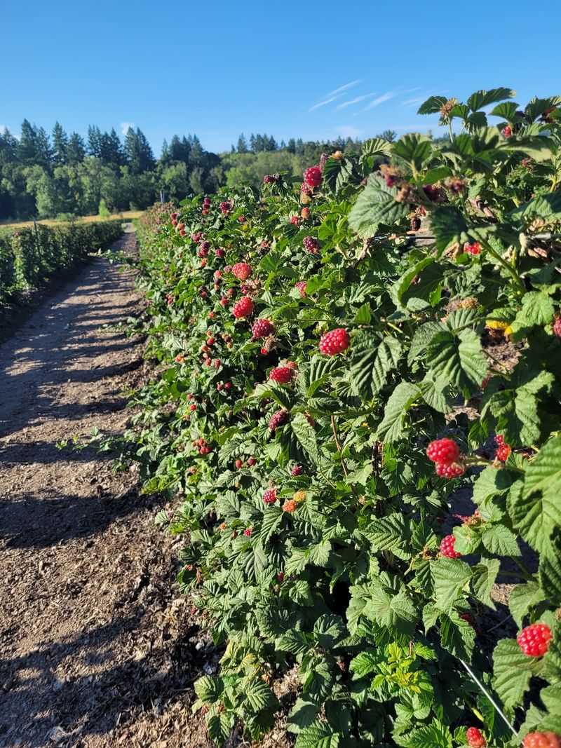 Berries So Sweet the Toddlers Snack While They Pick Berries So Sweet the Toddlers Snack While They Pick