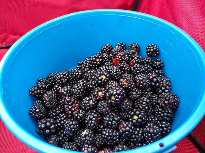 Berries for the Warmer Months Berries for the Warmer Months