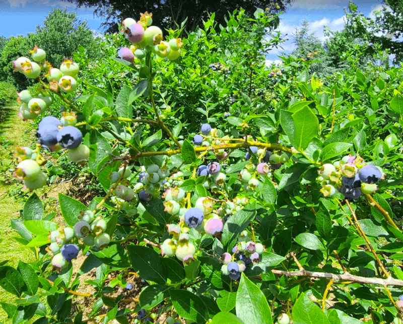 Berry Picking That Starts With a Hayride Berry Picking That Starts With a Hayride