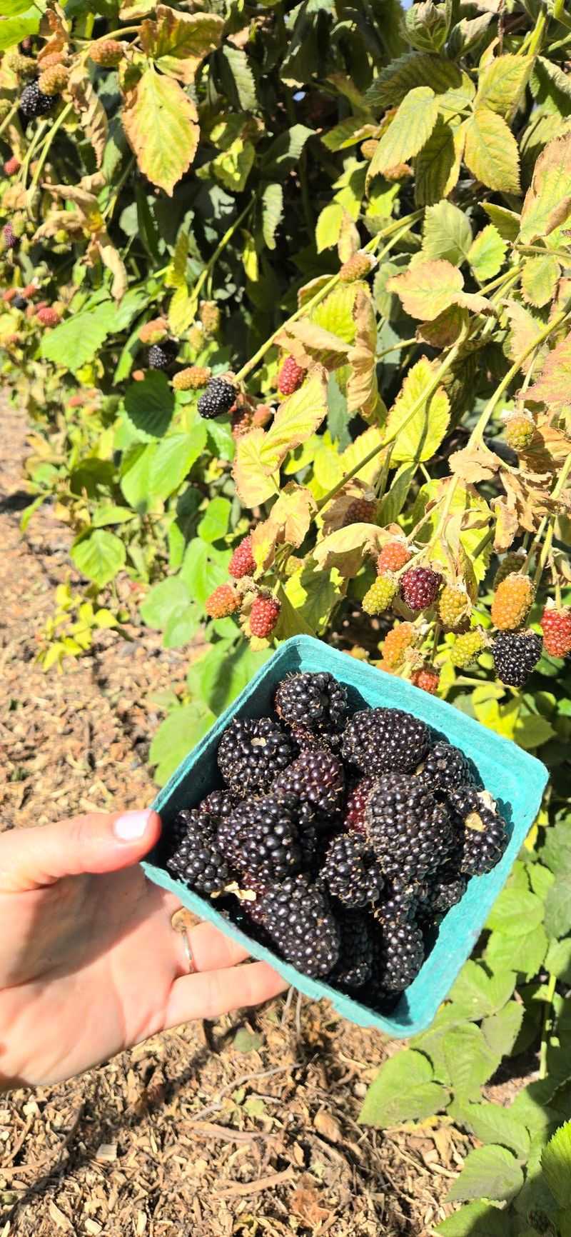 Berry Picking That Turns Heads Berry Picking That Turns Heads