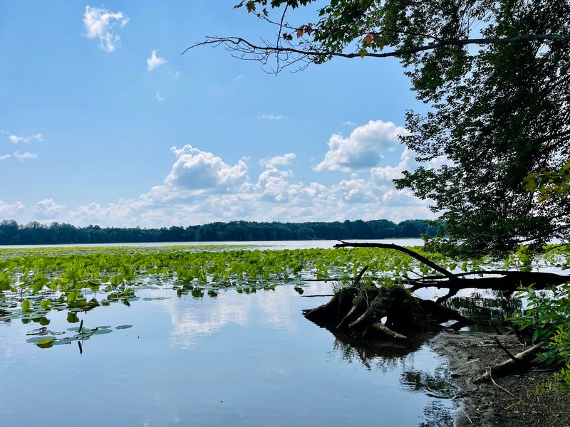 Beyond the Deer: The Wider Pymatuning Panorama Beyond the Deer: The Wider Pymatuning Panorama