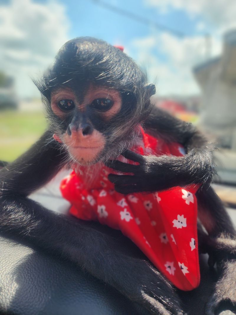 Biddy the Monkey and the Farm's Roaming Residents Biddy the Monkey and the Farm's Roaming Residents