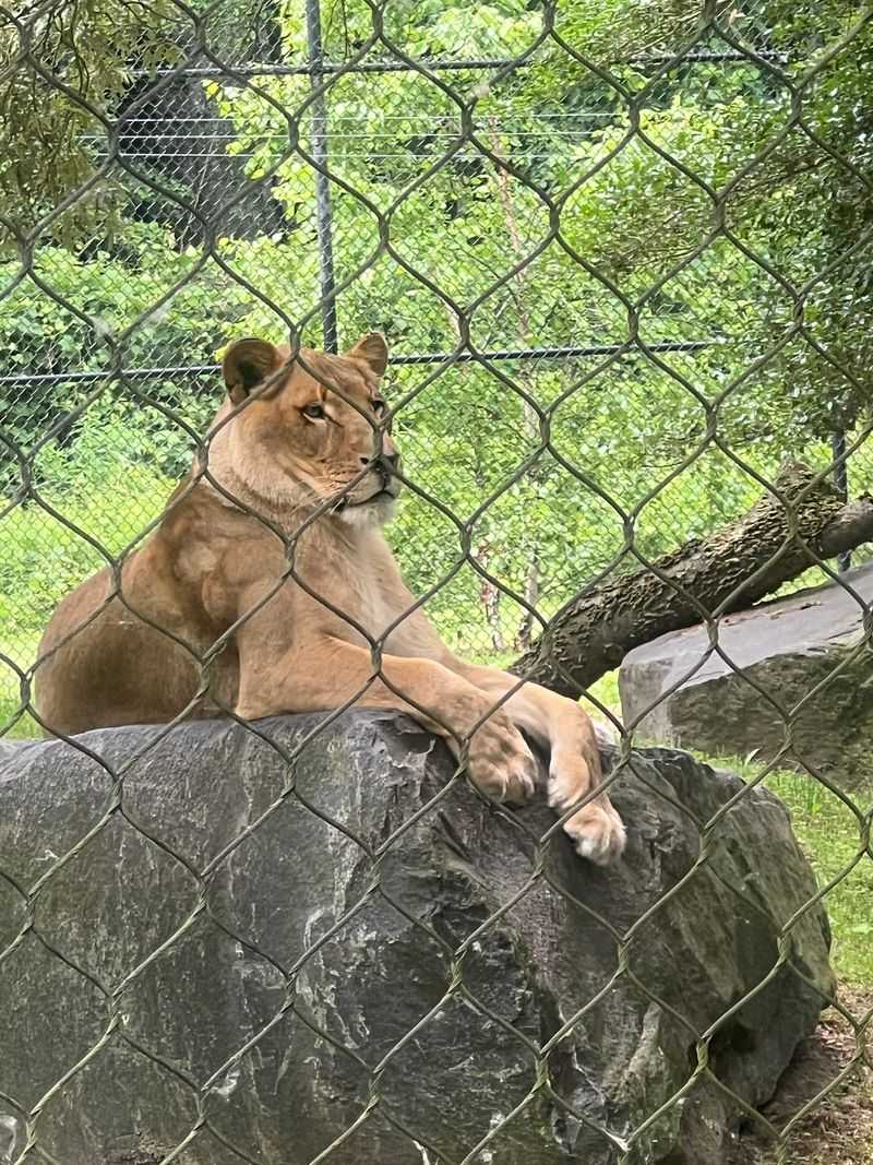 Big Cats, Red Pandas, And Small Animal Favorites Big Cats, Red Pandas, And Small Animal Favorites