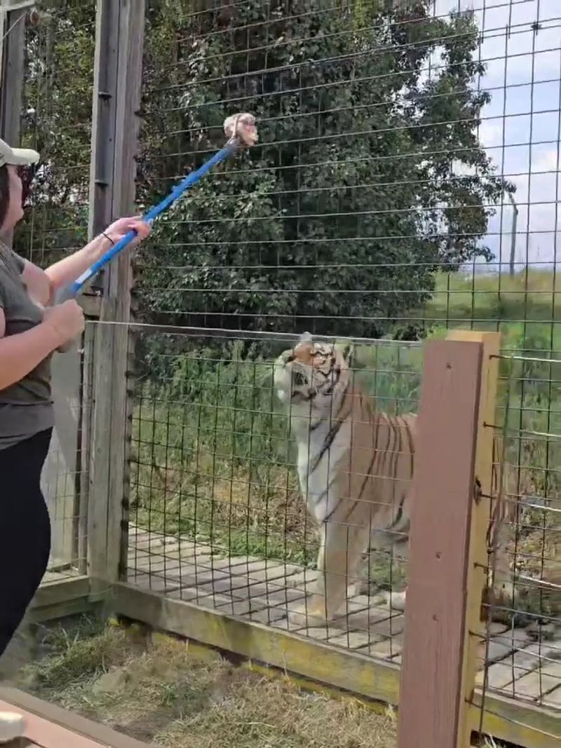 Big Cats, Wolves, and the Thrill of Feeding Apex Predators