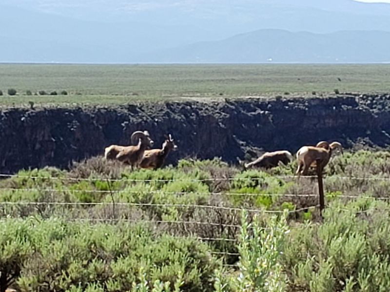 Bighorn Sheep and Desert Wildlife