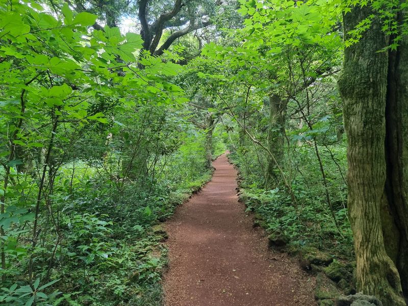 Bijarim Forest, Jeju Island Bijarim Forest, Jeju Island