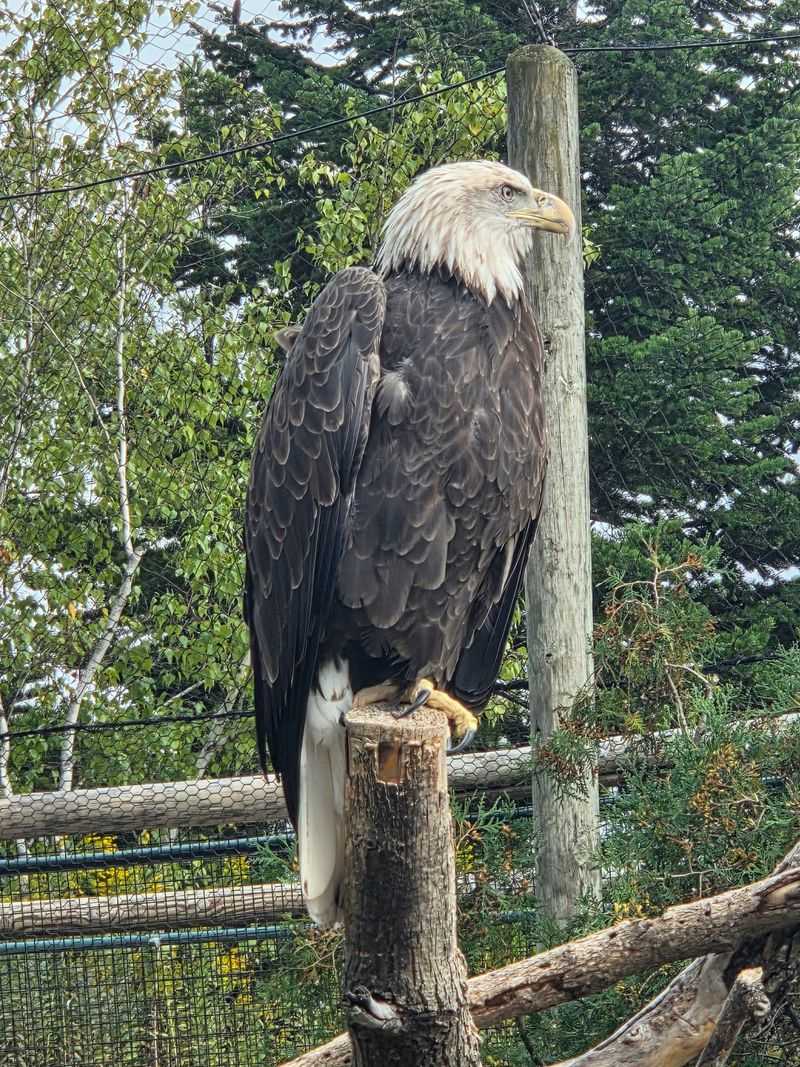 Bird Exhibits and the Bear Tunnel Bird Exhibits and the Bear Tunnel