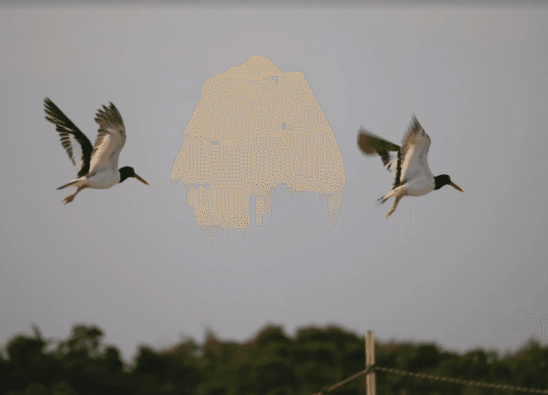 Bird Watching Without A Big Production