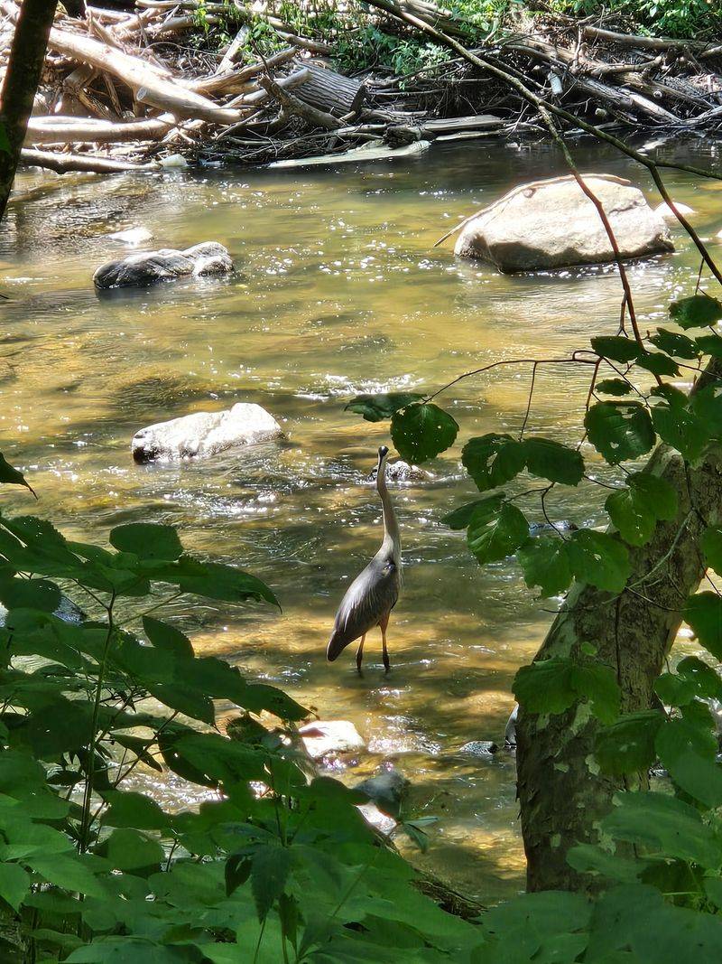 Birdlife Along the Trail Birdlife Along the Trail