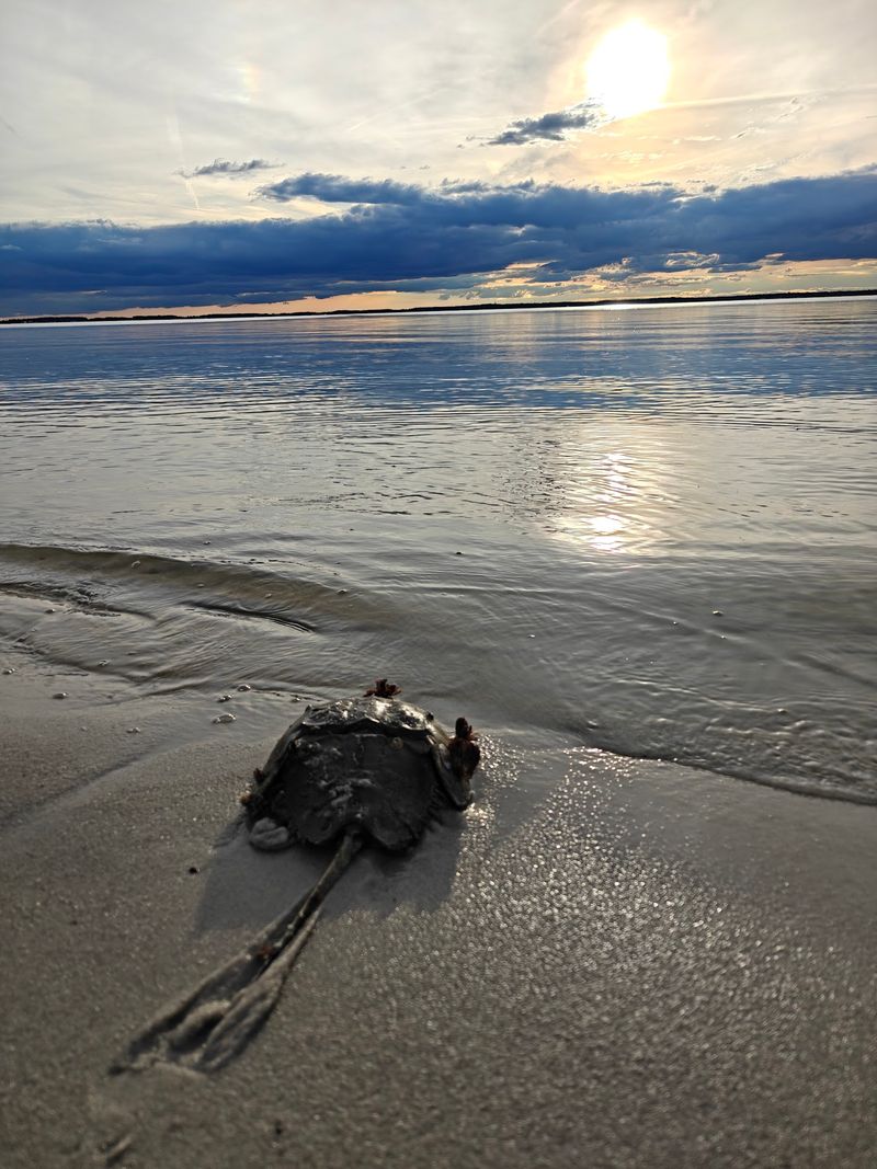 Birds, Dolphins, and the Wildlife In Between