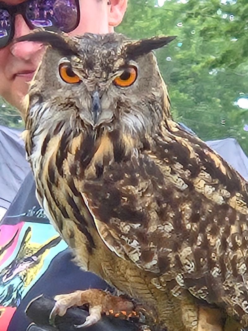 Birds of Prey: An Unexpected Showstopper Birds of Prey: An Unexpected Showstopper
