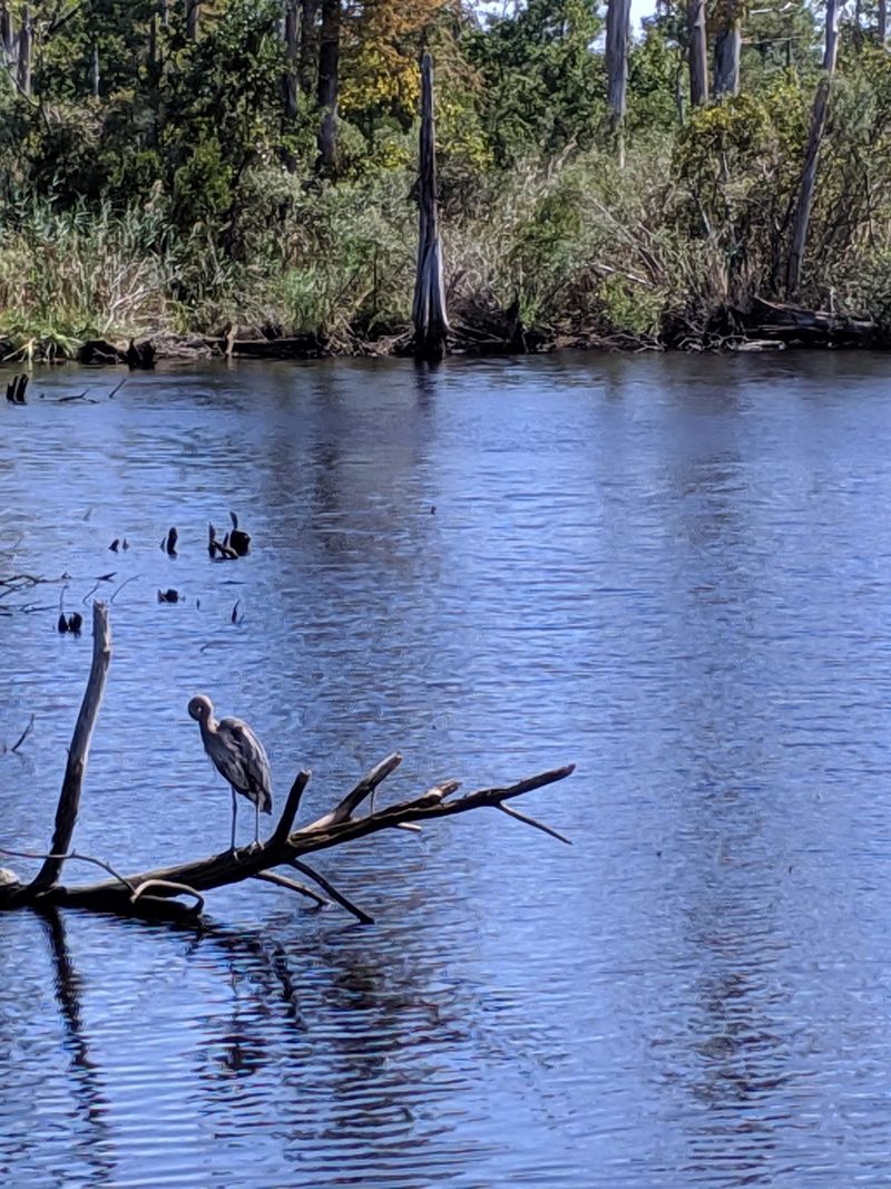 Birdsong and Wildlife at Every Turn