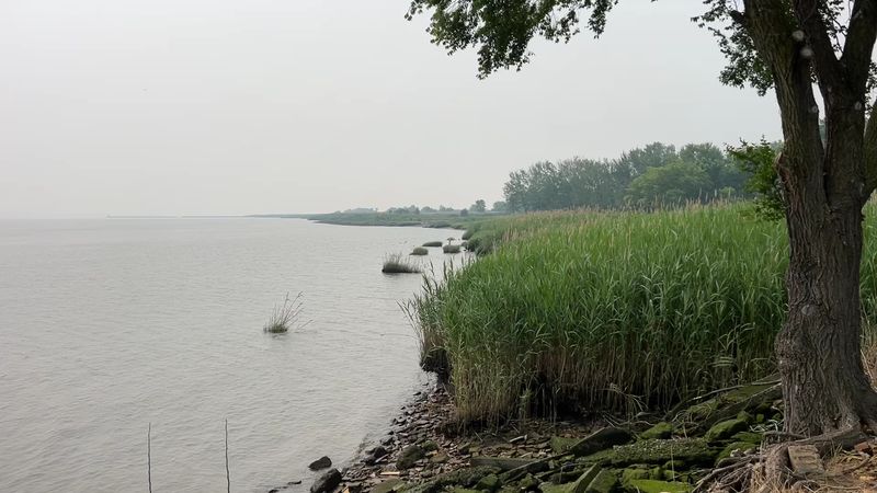 Birdwatching Along the Marsh: What to Look For Birdwatching Along the Marsh: What to Look For