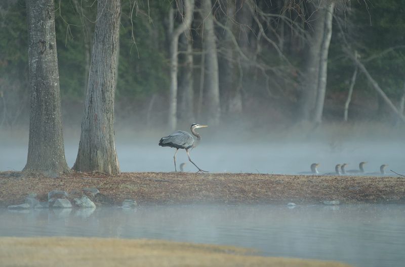 Birdwatching and Wildlife: More Wings Than You Can Count Birdwatching and Wildlife: More Wings Than You Can Count