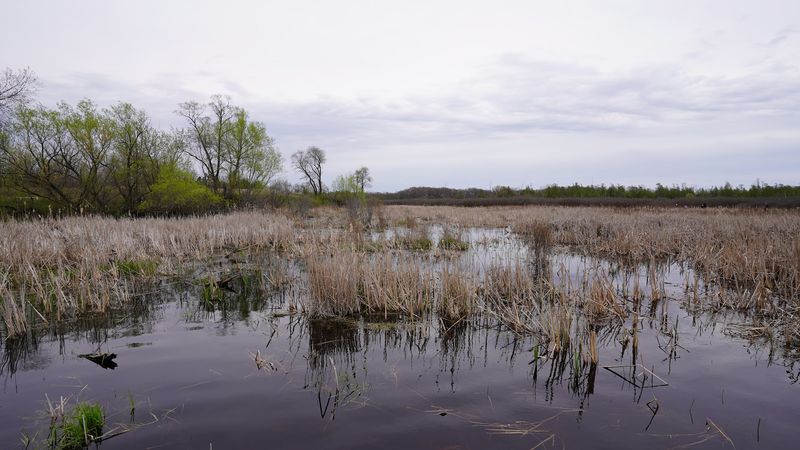 Birdwatching at the Bog